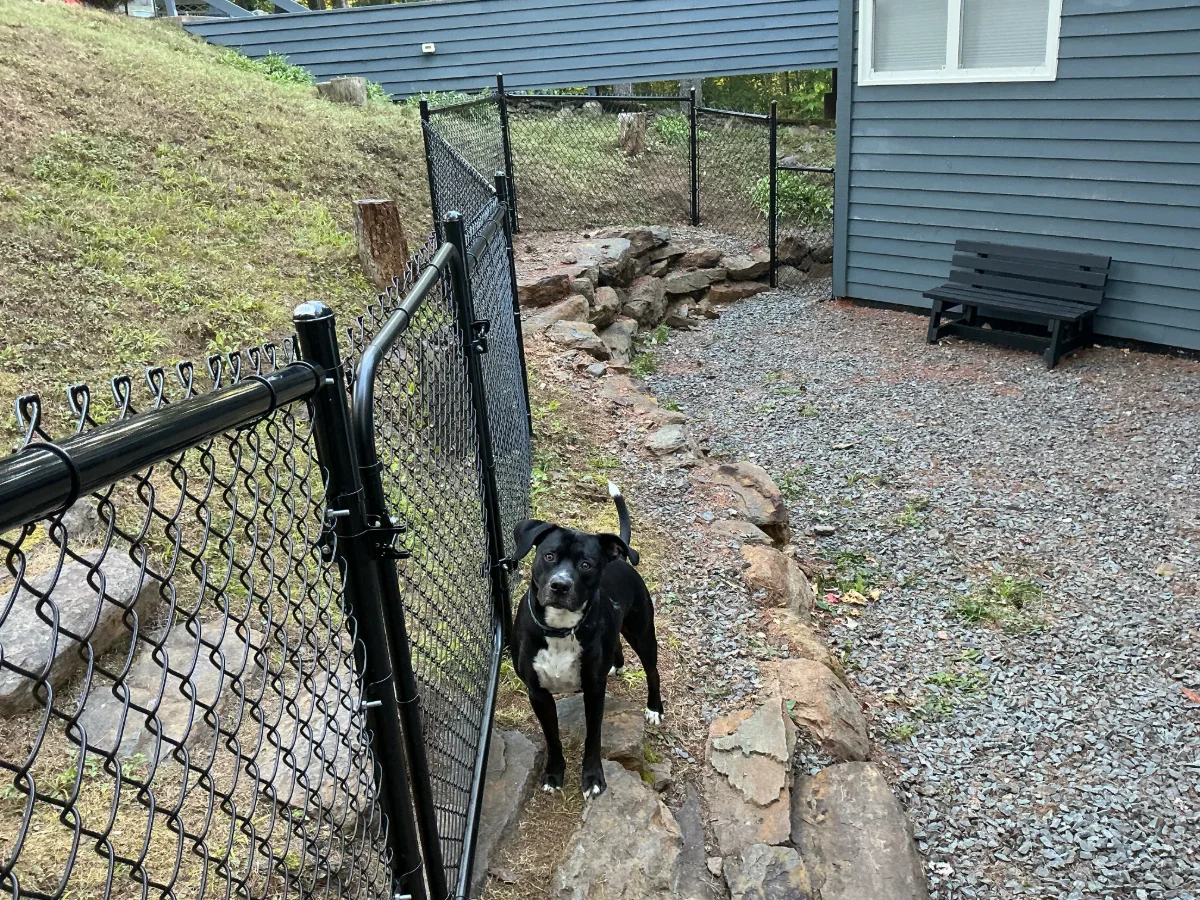 Pet standing near a black chain-link gate