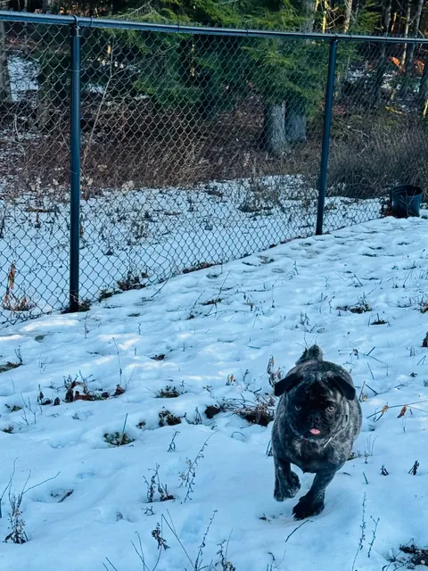 Pet running in snow beside chain-link fencing