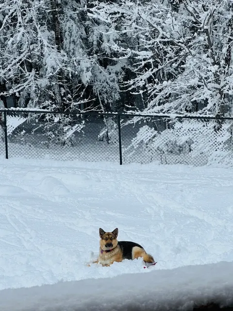 Dog sitting in snow with chain-link fence in the background