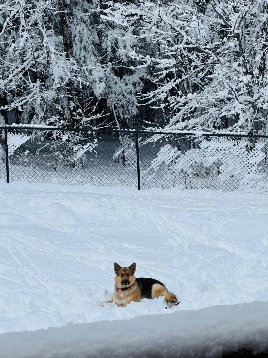 Dog sitting in snow with chain-link fence in the background