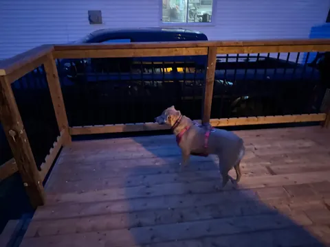 Deck railing with a pet on the deck